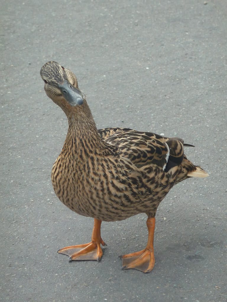 "qu" ≠ kw — Pourquack?